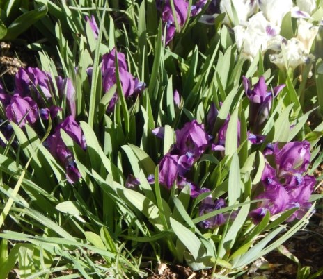 Iris pumila Tinkerbell racines plante-Nain barbu Iris 