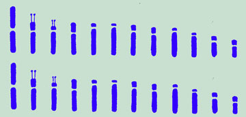 Iris pallida karyotype ideogram