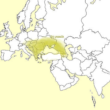 distribution of Iris pumila