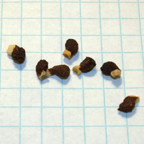 Iris atropurpurea seeds