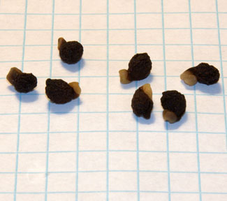 Iris atropurpurea seeds, soaked