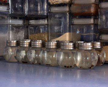 soaking iris seeds