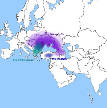 distribution of Iris aphylla, Iris reichenbachii, and Iris schachtii