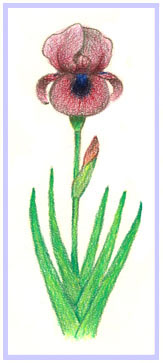 Iris 'Concerto Grosso'
