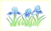 Iris 'Hobbit'