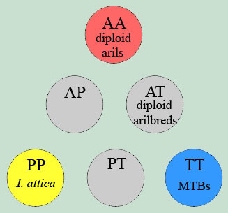 chromosome configuration: diploid aril and bearded irises