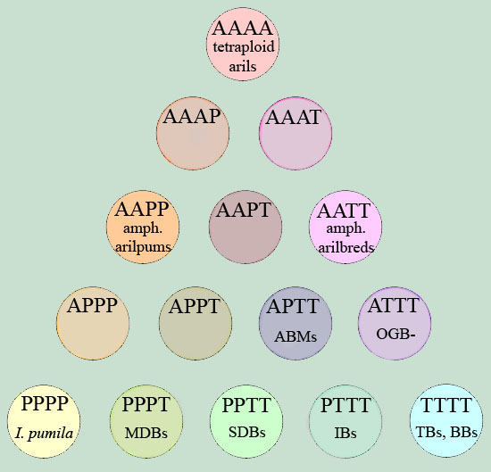 chromosome configuration: tetraploid aril and bearded irises