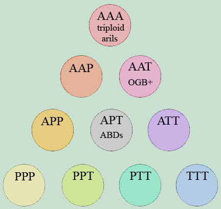 chromosome configuration: triploid aril and bearded irises